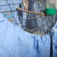 سهره نر|پرنده|بجنورد, |دیوار