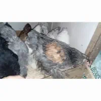 برهما|حیوانات مزرعه|رشت, پل تالشان|دیوار