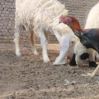 گوسفند ماده آبست ویک بره کابور|حیوانات مزرعه|زابل, |دیوار