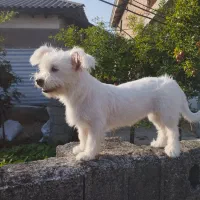 سگ پاکوتاه خوب قیمت دو ۵۰۰|سگ|اسالم, |دیوار