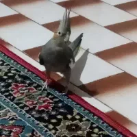 عروس هلندی سالم ودستی با قفسه چای غذا واب|پرنده|قائم‌شهر, |دیوار