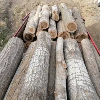 خرید چوب|خدمات باغبانی و درختکاری|سنندج, |دیوار