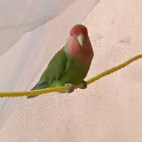 کوتوله فیشر  بالغ نر