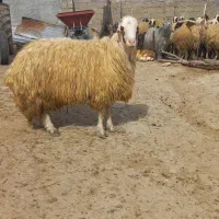 قوچ سنجابی درجه ۱