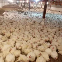 کارگرمرغگیری