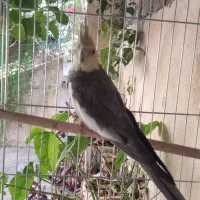 عروس هلندی بشرط مولد بودن