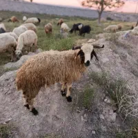 ذبح گوسفند