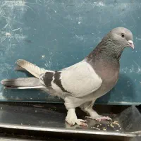 کفتر ترکیه ای