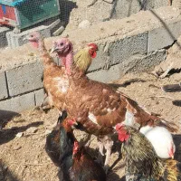 بوقلمون