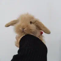 خرگوش لوپ 6 ماهه ناز