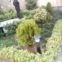 کلیه کارهای اجرایی گل و گیاه برگ سبز|خدمات باغبانی و درختکاری|تهران, پاسداران|دیوار