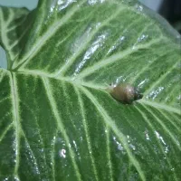 جوجه حلزون|خزنده|تهران, لویزان|دیوار