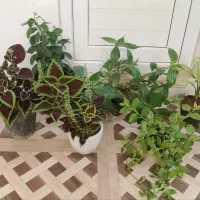 تعدادی گل خانگی