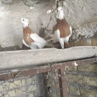 جفت زردجهت برکت