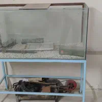 آکواریوم همراه با شن و ماسه|ماهی|برازجان, |دیوار