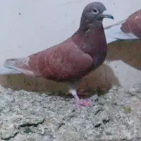 کفتر وکبوتر
