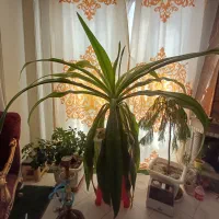 سوسن عنکبوتی بزرگ