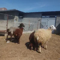 ۲ راس کاور بره دار هر دو بره نر