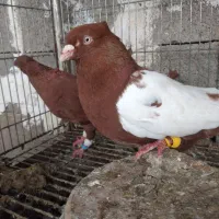 یبال سرخ|پرنده|شوشتر, |دیوار