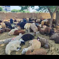 گوسفند پر گوشت تجریش نیاوران ازگل فرمانیه در زنده|حیوانات مزرعه|تهران, تهرانپارس غربی|دیوار