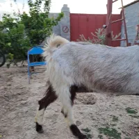 بزپاکستانی