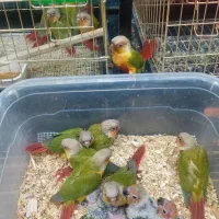 گرینچیک آرا راهب عروس هلندی طوطی|پرنده|گلبهار, شهر جدید گلبهار|دیوار