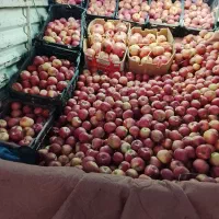 سیب شیرین همروله برای خوردن آبیموه گیری