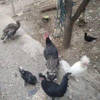 بوقلمون