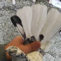 دسپر قوچی|پرنده|شهر ری, ظهیرآباد|دیوار