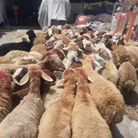 دامداری مجهز به ۵۰۰راس دام نرینه ماده سبک سنگین