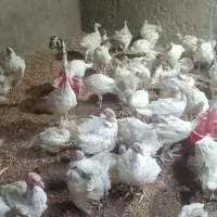 بوقلمون زنده