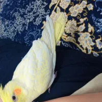 عروس هلندی لوتینو نر