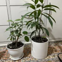 گل طبیعی|گل و گیاه طبیعی|تهران, شکوفه|دیوار