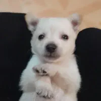 واگذاری یک قلاده پامرین خرسی