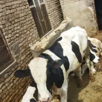 گوساله نر چاق