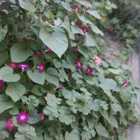 فروش خانه ویلایی