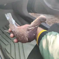 کبوتر گرفتنی|پرنده|نقده, |دیوار