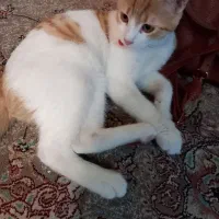 واگذاری گربه با وسایل|گربه|ری, علایین|دیوار