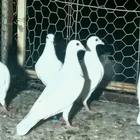 ۵تاسفید