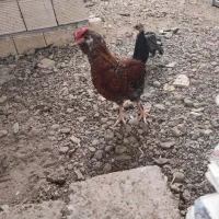 تخم مرغ نطفه دار گلین وبلک استار