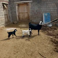 یک عدد بز شیر ده دوقلو زا اولین شکم