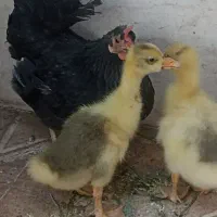 مرغ سیاه با جوجه غاز ۳۰ روزه