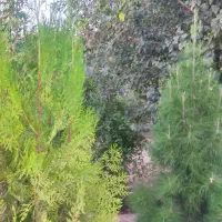 باغ ویلای|فروش خانه و ویلا|شیراز, بید زرد|دیوار