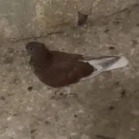 کبوتر پرشی رنگی دم سفید تهرانی|پرنده|آبیک, |دیوار