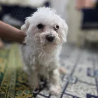 واگذاری رایگان|سگ|ورامین, ورامین|دیوار