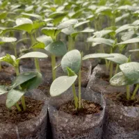 گلدونی خیار فلفل