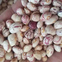 لوبیا چیتی بذر خمین|خوردنی و آشامیدنی|بیرانوند, |دیوار