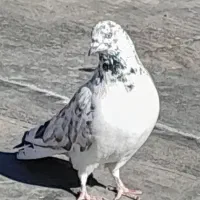 ۳تا کفتر غریب گیری