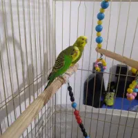 دو جفت مرغ عشق با۳ تا جوجه معاوضه دارم