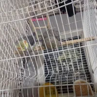 جفت عروس هلندی|پرنده|گلستان (تهران), |دیوار